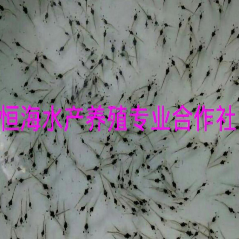 恒海虾苗