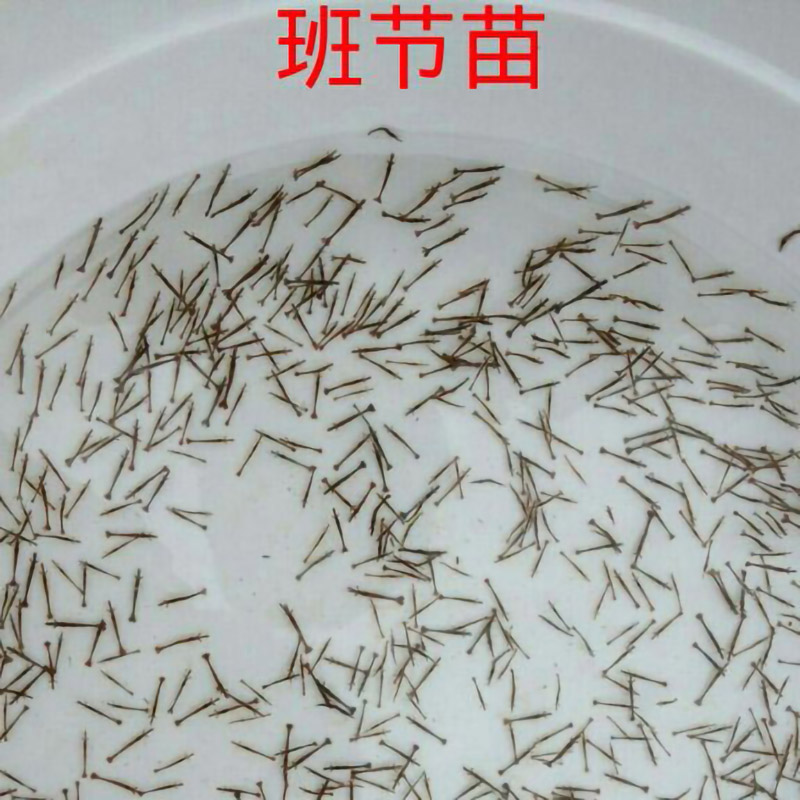 恒海虾苗