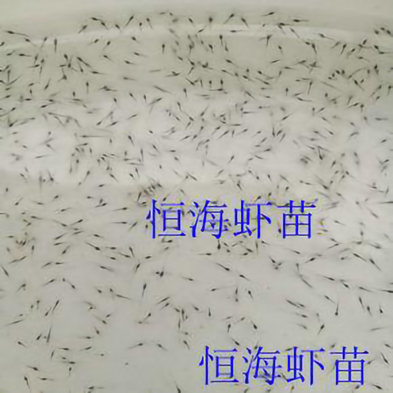 恒海虾苗
