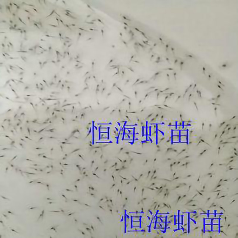 恒海虾苗