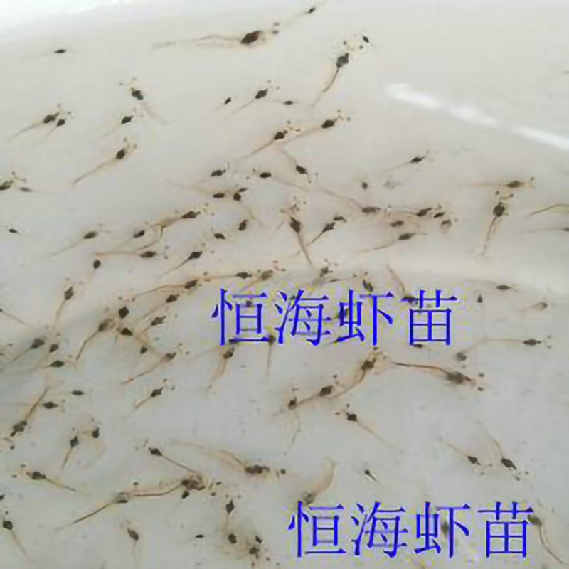 恒海虾苗