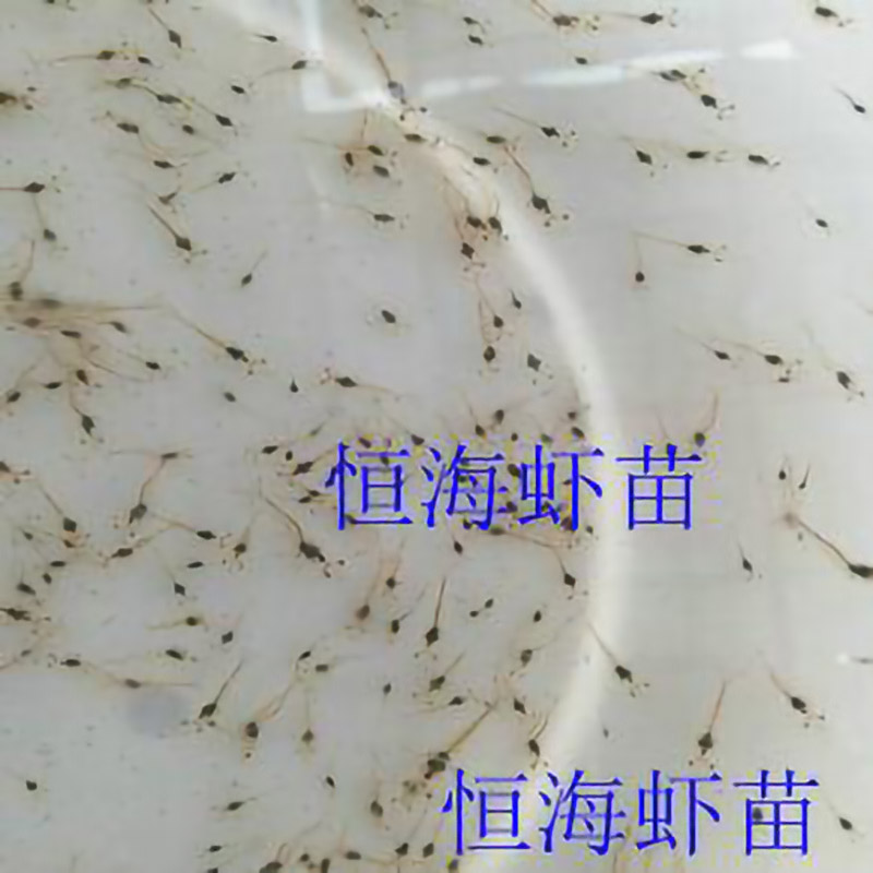 恒海虾苗